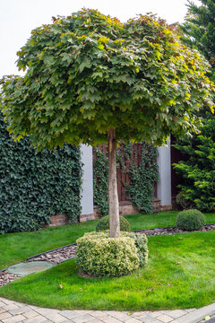 Neat trimmed spherical tree planted on lush green grass lawn near suburban house exterior and hedge. Real Photo