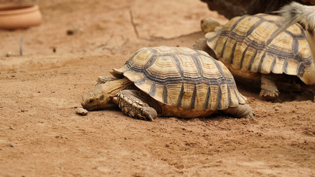 Two Tortoises Walking on Sandy Ground