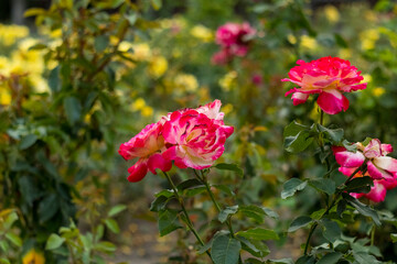 Obraz premium Beautiful pink roses flourishing in a green garden, with layered petals, fresh foliage, and a softly blurred natural background.