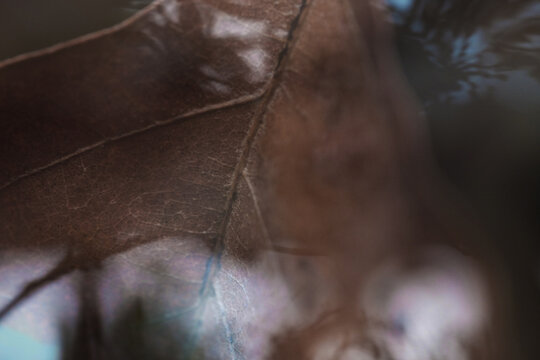 Abstract double exposure of a dried leaf and blur during winter as a natural background