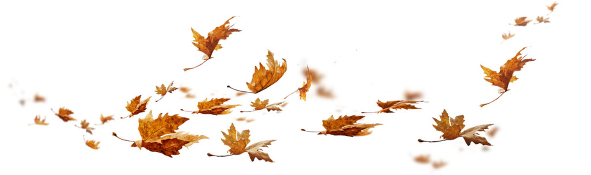 autumn leaf leaves wind weather isolated  background falling fall platanus tree wid air w