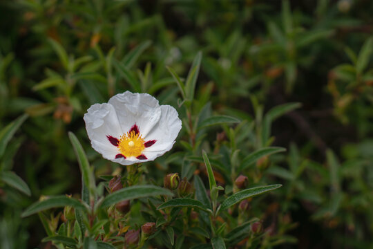 Cistus ladanifer flower with spotted petals and green leaves