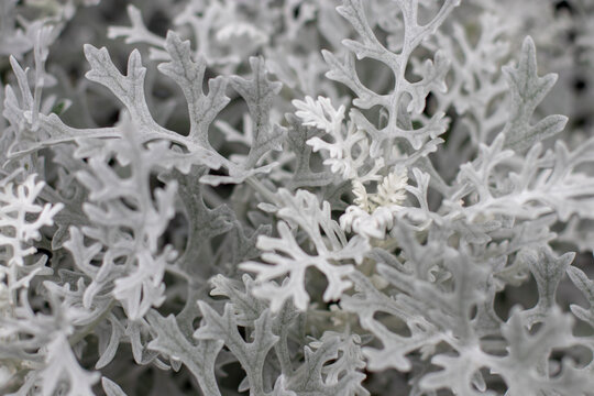 Silvery lacy foliage of dusty miller Senecio cineraria closeup