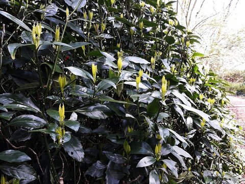 Foliage and buds of Aucuba Japonica. Japanese Laurel Dentata, commonly called spotted laurel, Japanese laurel, Japanese aucuba or gold dust plant.