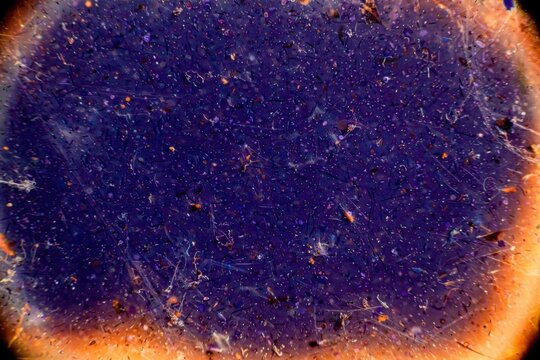Microscopic View of a Bees Eye Showing Intricate Compound Structure.