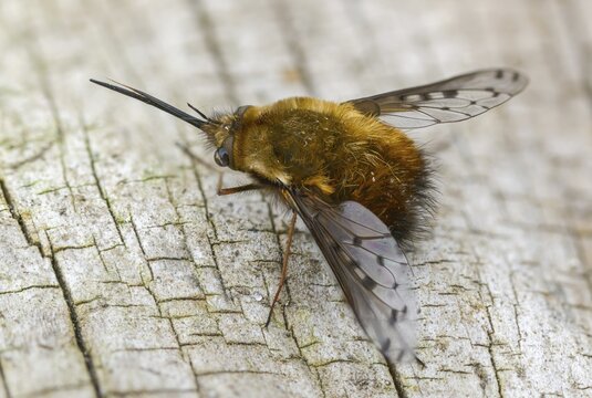 Bombylius Discolor, Dotted Bee-Fly, Spotted Woolswear, Diptera, Insects, Insects, Two-winged Birds