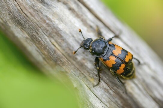 Common Burying Beetle, Common Gravedigger, Nicrophorus Vespillo, Beetle, Coleoptera, Insects, Beetles