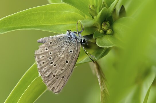 Glaucopsyche Alcon ssp. rebeli, glaucopsyche rebeli, cruciferous ant blue, maculinea rebeli, phengaris alcon ssp. rebeli, phengaris rebeli, butterfly, female, insects, butterfly, butterflies, butterflies, female