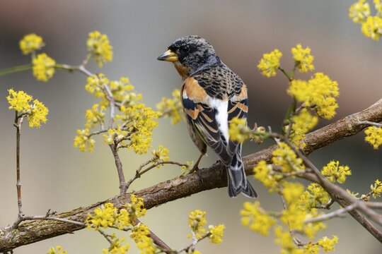 Mountain finch, brambling, fringilla montifringilla, birds, passeri, songbirds, birds