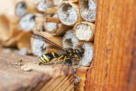 Large stem wasp, hymenoptera, clay wasp, wall clay wasp, Odynerus nidulator, Symmorphus murarius, wrinkle wasp, female, insects, female