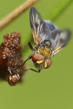 Blue iridescent bedfly, pattern-winged bug tachinid fly, phasia hemiptera, caterpillar flies, tachinidae, bedbug fly, diptera, high size, portrait format, insects, two-winged