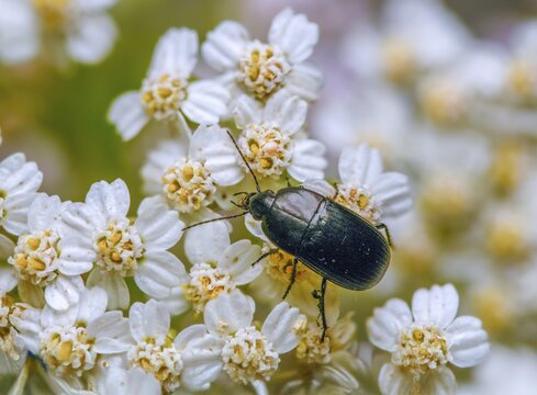 Carabidae, egg-shaped roadstrider, matte black street beetle, oodes helopioides, beetles, coleoptera, insects, beetles, ground beetles