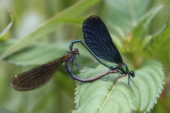 Beautiful demoiselle, blue-winged dragonfly, Calopteryx virgo, dragonfly, dragonflies, insects, copula, dragonflies, mating wheel, zygoptera