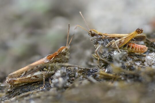 Acrididae, caelifera, common club grasshopper, spotted club scare, gomphocerinae, club scare, short-feeler, mottled grasshopper, myrmeleotettix maculatus, female, grasshopper, grasshopper, insects, male, male, couple, female