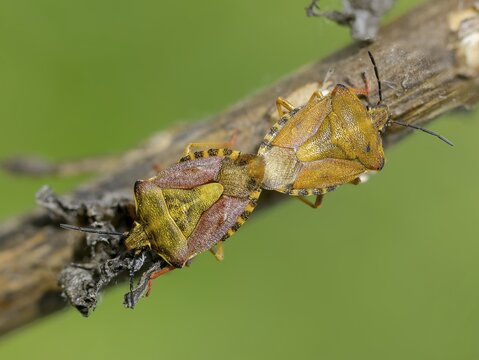 Black-shouldered shieldbug, carpocoris purple eipennis, heteroptera, purple tree bug, purple fruit bug, insects, copula, mating, bugs