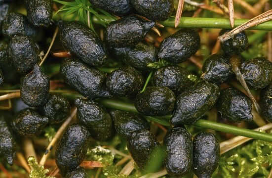 Artiodactyla, Capreolus capreolus, even-toed ungulate, cloven-hoofed, roe deer, roe deer, droppings, dung, feces, solution, mammals, dung, mammals