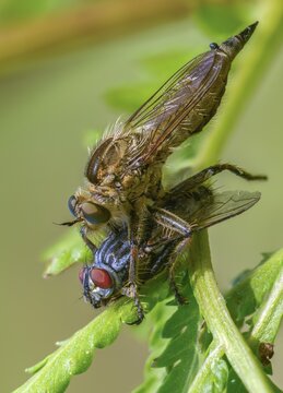 Downland robberfly, Machimus rusticus, predatory fly, rusty brown predatory fly, simple predatory fly, prey, female, high size, portrait, insects, hunting, female