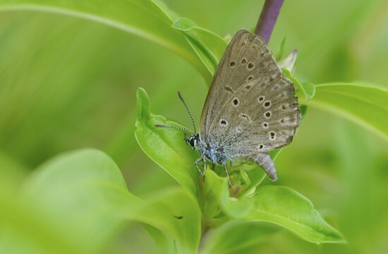 Glaucopsyche Alcon ssp. rebeli, glaucopsyche rebeli, cruciferous ant blue, maculinea rebeli, phengaris alcon ssp. rebeli, phengaris rebeli, butterfly, egg deposition, egg laying, female, insects, butterfly, butterflies, butterflies, butterflies, butterflies, butterflies, female