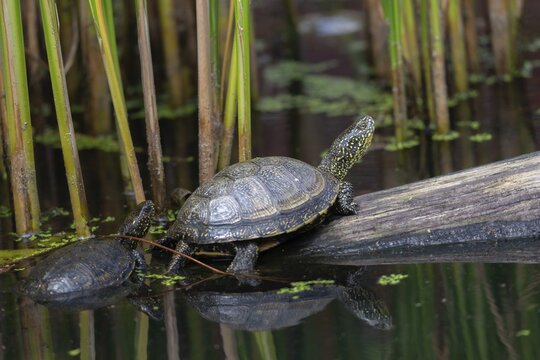 European Pond Tortoise, European Pond Turtle, European Swamp Turtle, Reptilia, Reptilia, Turtles, Turtles