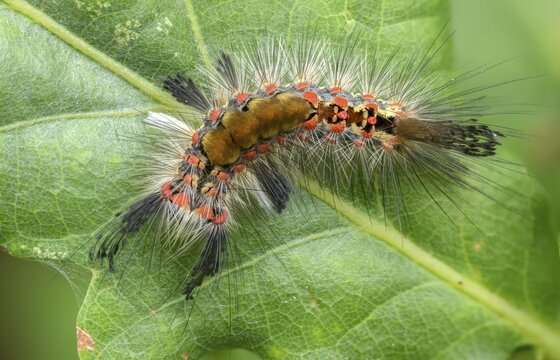 Brush spinner, owl moth, small brush spinner, Lymantriinae, noctuidae, orgyia antiqua, sloe spinner, carrier spinner, butterfly, inchworm, insects, moths, moths, moth, caterpillar, rusty tussock moth, butterfly, vapourer