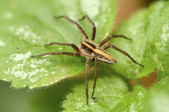 Araneomorphae, bridal gift spider, real web spiders, list spider, nursery web spider, pisaura mirabilis, hunting spiders, spiders