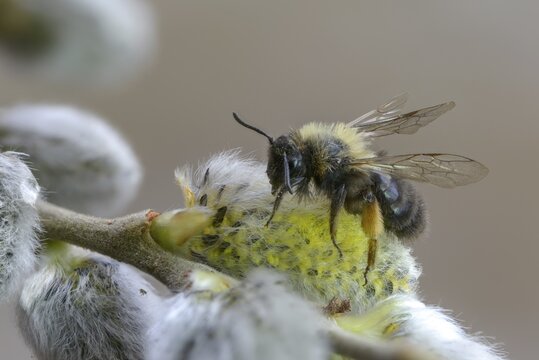 Andrena vaga, andrenidae, floodplain bee, grey-backed mining bee, hymenoptera, sand bee, willow sand bee, female, insects, insects, female