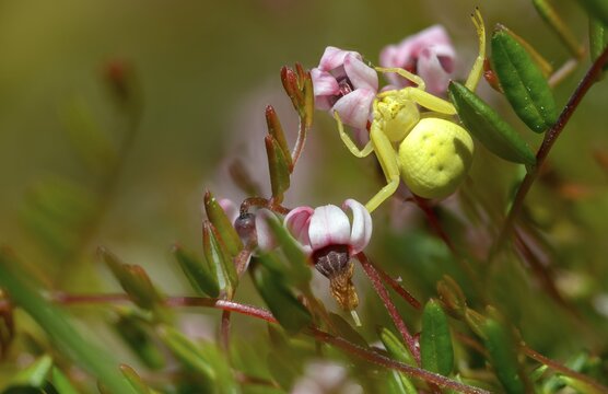 Arachnida, ericaceae, flower crab spider, common cranberry, heather family, misumena vatia, cranberry, arachnids, vaccinium oxycoccos, variable crab spider, bog cranberry, flora, flower spider, goldenrod crab spider, marshberry, plants, small cranberry, spider, swamp cranberry