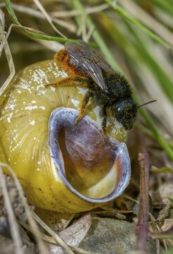 Hymenoptera, osmia bicolor, snail shell bee, bicolor snail house bee, high size, portrait format, insects, two-coloured mason-bee