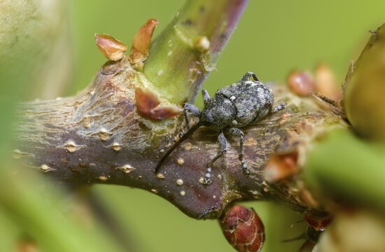 Curculio villosus, oak gall weevil, beetle, coleoptera, insects, beetles