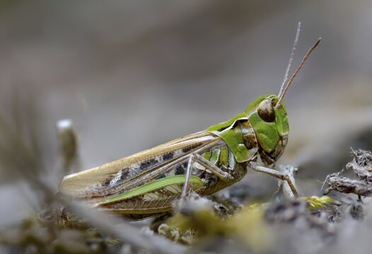 Acrididae, caelifera, common club grasshopper, spotted club scare, gomphocerinae, club scare, short-feeler, mottled grasshopper, myrmeleotettix maculatus, grasshoppers, grasshoppers, grasshoppers, insects, insects
