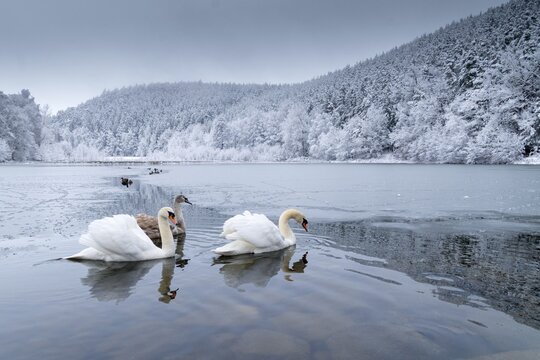 Cygnus olor, mute swan, anatidae, birds, duckbirds, cusp swan, swans, snow, swans, birds, waterbirds, waterbirds, winter