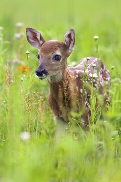 White-tailed deer (Odocoileus virginianus), Minnesota, USA. A young fawn stands in a green, flower-filled meadow