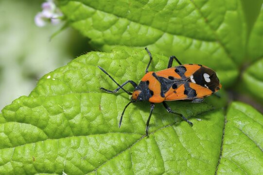 Lygaeus equestris, knight bug, black and red bug, ground bugs, insects, bugs