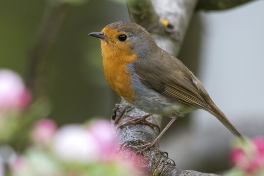 Erithacus rubecula, fruit tree blossoms, robin, robins, birds, spring, passeri, songbirds, songbirds, jump, birds