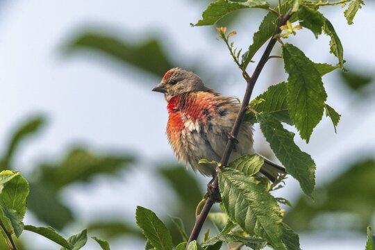 Acanthis cannabina, bloodtail, linaria cannabina, linnet, birds, hanfling, male, passeri, songbirds, birds