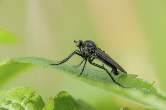 Empididae spec, dance fly spec, balloon flies, dagger flies, diptera, insects, two-winged birds