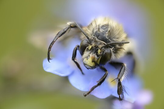 Anthophora acervorum, anthophora plumipes, apidae, bees, spring fur bee, common fur bee, hairy-footed flower bee, hymenoptera, insects