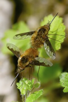 Bombyliidae, Bombylius major, brachycera, large woolswear, woolswear, arge bee-fly, diptera, high size, portrait format, insects, copula, mating, the dark-edged bee-fly, the greater bee fly, two-winged