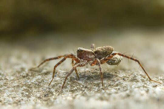 Arachnida, oothek, pardosa spec., arachnids, wolf spider spec1., egg cocoon, female, spider, female
