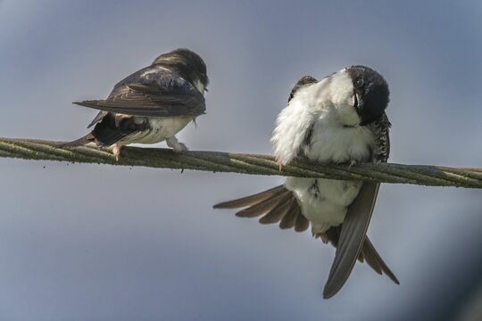 Defensive behavior, Delichon urbica, house martin, house martins, parasite defense, birds, passeri, songbirds, birds