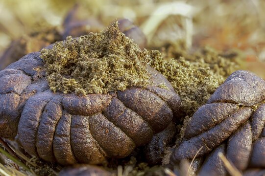 Cows, droppings, dung, feces, solution, manure, cattle, beef droppings, beef solution, decomposition