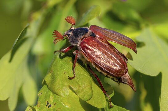 Leaf horn beetle, field may beetle, common may beetle, may bug, melolontha melolontha, scarabaeidae, beetle, cockchafer, coleoptera, doodlebug, insects, beetles