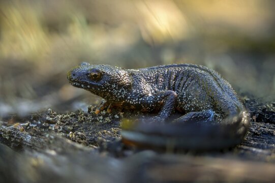 Brandenburg, Germany, Great Crested Newt, crested newt, Nabu, Nabu project, national natural heritage, green house natural paradise, northern crested newt, Triturus cristatus, amphibians, amphibians, post-mining landscape, green house, rural traditional costume, amphibians, warty newt