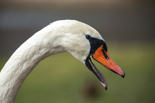Cygnus olor, mute swan, anatidae, birds, duckbirds, cusp swan, swans, swans, birds, waterbirds