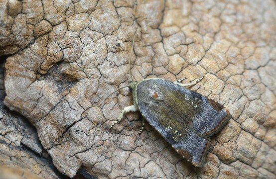 Species complex, ribbon owl, ribbon owl spec., Noctua Janthe/Janthina, insects, moths, moths, butterflies