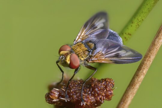 Blue iridescent bedfly, pattern-winged bug tachinid fly, phasia hemiptera, caterpillar flies, tachinidae, bedbug fly, diptera, insects, two-winged birds
