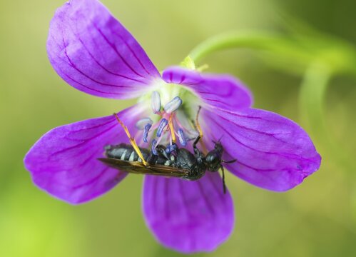 Leaf wasp, Elinora K&ouml;hleri, geranium sawfly, hymenoptera, stork-billed leaf wasp, tenthredo k&ouml;hleri, insects