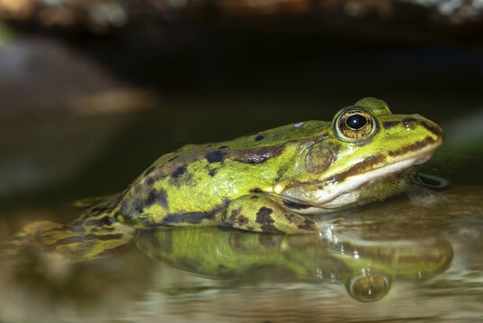 Common water frog, edible frog, pelophylax esculentus, pelophylax cl. esculentus, rana kl. esculenta, pond frog, amphibians, amphibians, frogs, amphibians, frogs, amphibians