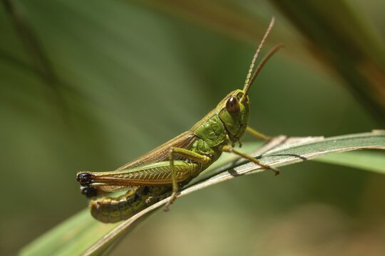 Acrididae, Caelifera, Chorthippus parallelus, field locusts, common grasshoppers, gomphocerinae, short-feeler scare, pseudochorthippus parallelus, grasshoppers, grasshoppers, insects, male, meadow grasshopper, male