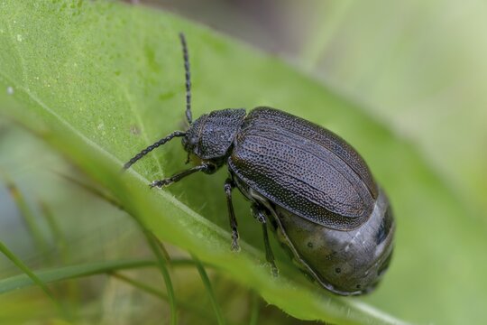 Leaf beetle, chrysomelidae, galeruca tanaceti, tansy leaf beetle, beetle, coleoptera, insects, beetles